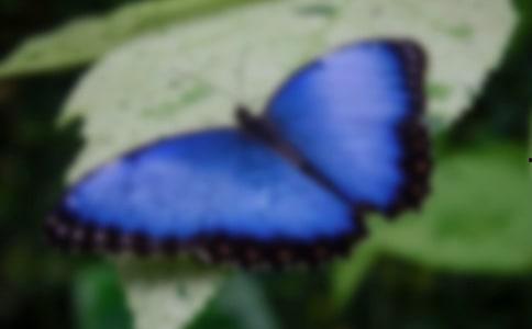 国产采精小蝴蝶,探寻自然之美与科技创新的完美融合 第2张 国产采精小蝴蝶,探寻自然之美与科技创新的完美融合 第2张