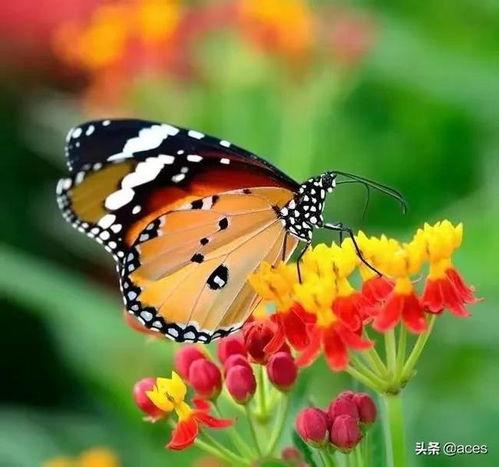 国产采精小蝴蝶,探寻自然之美与科技创新的完美融合 第3张 国产采精小蝴蝶,探寻自然之美与科技创新的完美融合 第3张