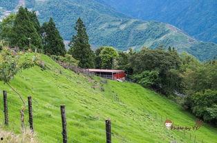 青青草国产线观,青青草的青春旋律与时代印记  第2张