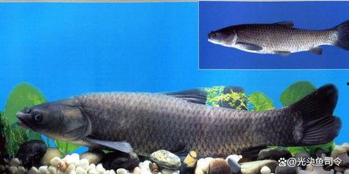 青鱼视频国产,青鱼视频引领国产短视频新潮流 第3张 青鱼视频国产,青鱼视频引领国产短视频新潮流 第3张